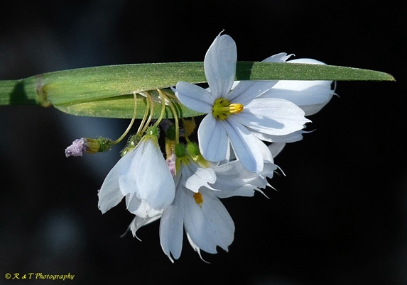 {Sisyrinchium albidum}